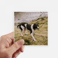 Куче црно бело животно налепница налепница квадрат водоотпорни налепници позадина