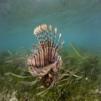 рибите ловат плен на ливада од морска трева. Печатење на постер Од Итан Даниелс Стоктрек Слики