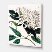 Дизајнрт „Антички растителен живот XXIV“ Традиционално печатење на wallидови на платно