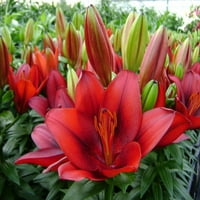 Подобри домови и градини 2,5QT Лилиум Азитски „Азитски крин“ Различни бои Повеќегодишни животни растенија во живо